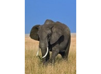 Elefanti e leoni,
l'Africa uccide
la sua ricchezza